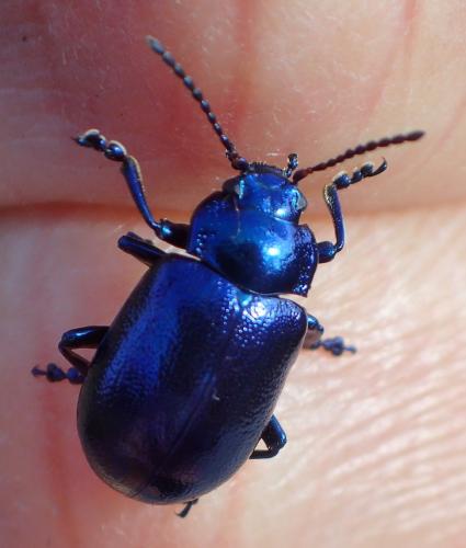 Oreina speciosa